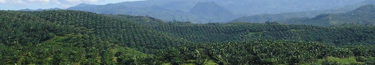 Oil palm plantation, Cigudeg